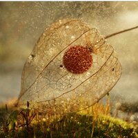 Hanna Syrel