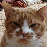 Катерина Романовская