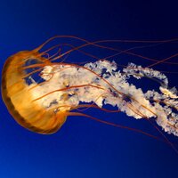 Ольга Давыдова