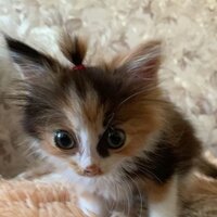 соня оляпка