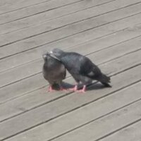 Лариса Морарь