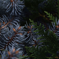 Зинаида Лебедева