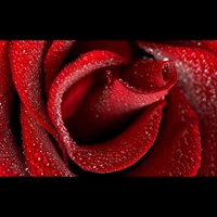 Ольга Соломко