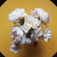 Юлия Захарова