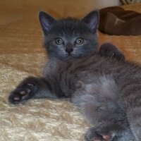 тикина кечка