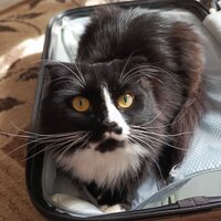 Ирина Черетун