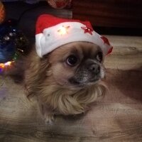 Антон Кузнецов