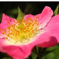 Светлана С.