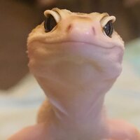 Олеся Алексеева