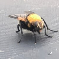 Стас Филиппов