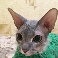 Светлана Иванова