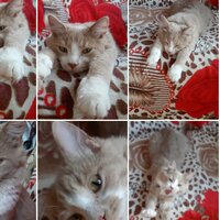 елена сладкая