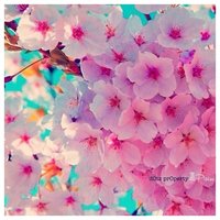 Александра Ч.