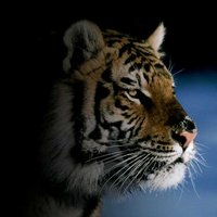 Роман Александрович Зобов