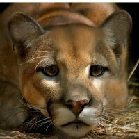 Елизавета Д.