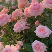 Валентина Мукбаниани