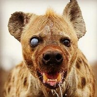CRAZY HYENA