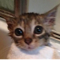 Злата Новикова