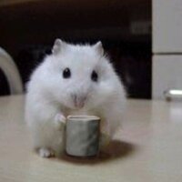 Полина Сиротина