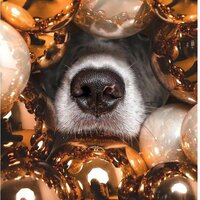 Злата Вокуева