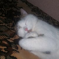 Динамо Спартак