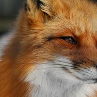 Вероника З.