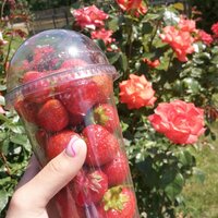Соня Соколовская