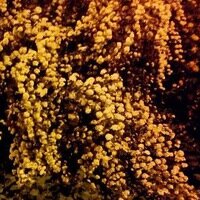 Эльвира Герасюта