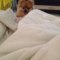 Рамис Хамидуллин