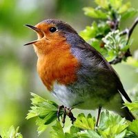 Светлана М.