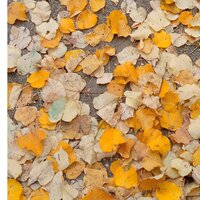 Максим Масликов