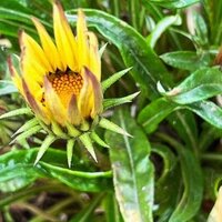 Алиса в стране...