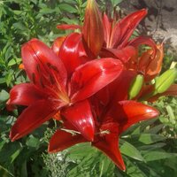 Оля Бобряшова