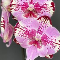 Соловьева Оксана