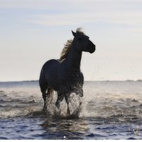 Илья Красильников