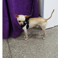 Динго Старр