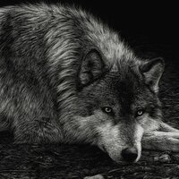 Владимир Д.