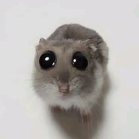 Даша Китаева