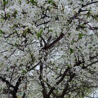 Людмила Коренева