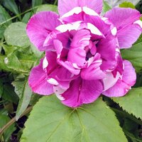 Ирина Лузгина