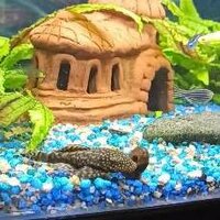 Светлана С.