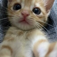 Дарья Константинова