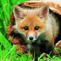 оксана найденова