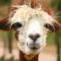 Наруцкая А.