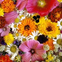 Екатерина Александровна