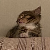 Алиса Поляк