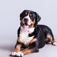 Анна Рогова