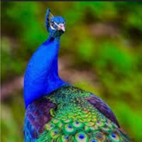 Ольга Павлова