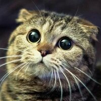 Лазизбек И.