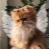 Анастасия Чигасова